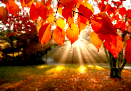 fall