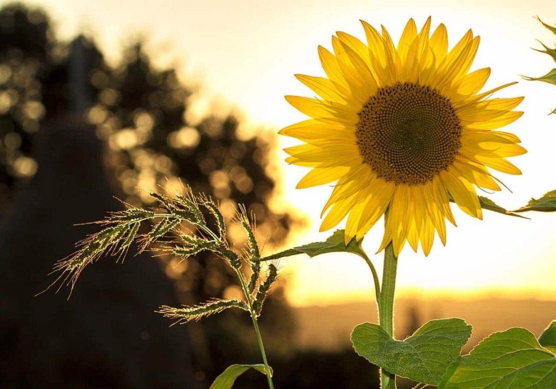 sunflower-sun-summer-yellow